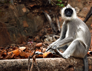 monkey in a forest