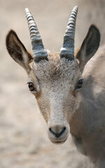 Siberian ibex (Capra sibirica), also Altai or Gobi ibex lives in central Asia. Picture of cute young goat is staring into the camera. Animal with horn. Wildlife