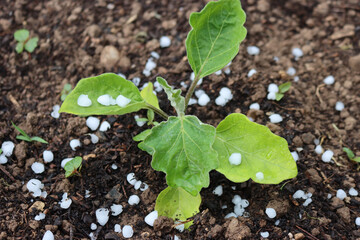 Hailstones on Eggplant after a storm. Hail storm in the vegetable garden on  springtime 
