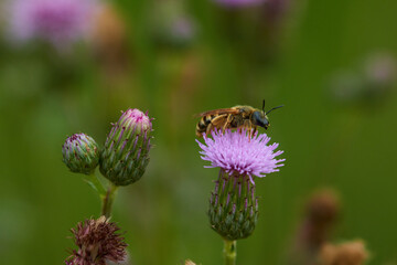 Gelbbindige Furchenbiene (Halictus scabiosae)  auf einer Distel