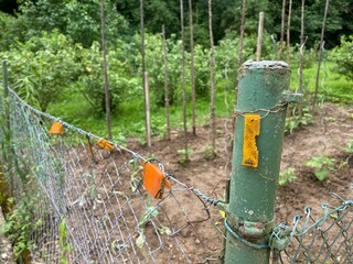 Schrebergarten, vorne ein Zaun mit grünen Eisenpfahl daran befestigt Fahrradreflektorn. Im Hintergrund Gemüsebeet mit Bohnenstangen, Kartoffeln, dahinter Beerenbüsche