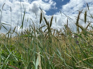 Getreideären in Nahaufnahme, darüber blauer Himmel mit schönen weißen Wolken