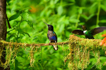 Coronita Aterciopelada / Velvet Purple Coronet / Boissonneaua Jardini - Ecuador, Reserva de Biósfera del Chocó Andino