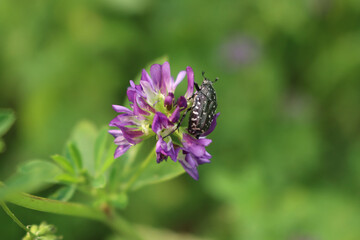 Oxythyrea funesta insect on a purple Alfalfa flower in the meadow. Black and white Chafer beetle on a medicago sativa field
