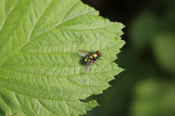 Common green bottle fly on a green leaf. Lucilia sericata fly