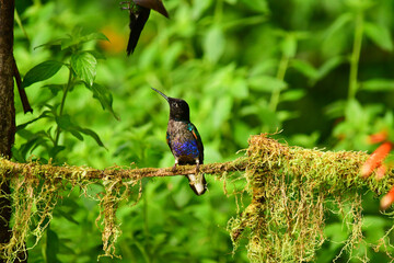 Coronita Aterciopelada / Velvet Purple Coronet / Boissonneaua Jardini - Ecuador, Reserva de Biósfera del Chocó Andino