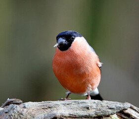 Bullfinch feeding in a woodland setting