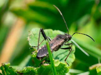 Bug Insect Macro