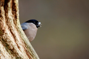 Bullfinch feeding in a woodland setting