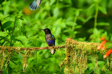 Coronita Aterciopelada / Velvet Purple Coronet / Boissonneaua Jardini - Ecuador, Reserva de Biósfera del Chocó Andino © Migue
