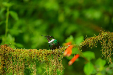Solangel Gorgipúrpura / Gorgeted Sunangel / Heliangelus strophianus - Ecuador, Reserva de Biósfera El Chocó Andino