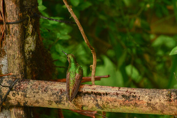 Coronita colihabana / Buff-tailed Coronet /Boissonneaua flavescens - Ecuador, Reserva de Biósfera del Chocó Andino