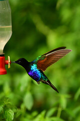 Coronita Aterciopelada / Velvet Purple Coronet / Boissonneaua Jardini - Ecuador, Reserva de Bi&oacute;sfera del Choc&oacute; Andino