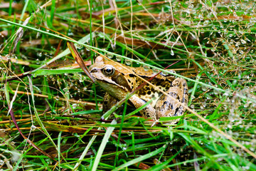 A frog sitting in wet gras