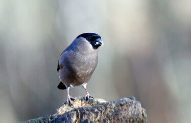 Bullfinch feeding in a woodland setting