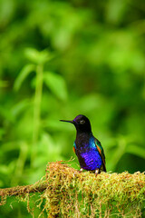 Coronita Aterciopelada / Velvet Purple Coronet / Boissonneaua Jardini - Ecuador, Reserva de Biósfera del Chocó Andino