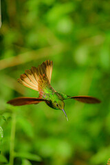 Coronita colihabana / Buff-tailed Coronet /Boissonneaua flavescens - Ecuador, Reserva de Biósfera del Chocó Andino © Miguel Angel