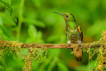 Coronita colihabana / Buff-tailed Coronet /Boissonneaua flavescens - Ecuador, Reserva de Biósfera...