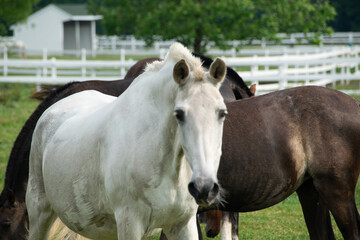 Obraz premium White Horse 4