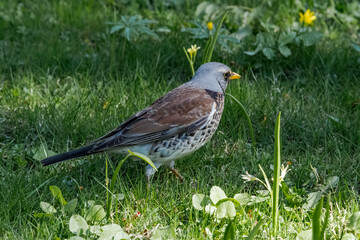 Fieldfare (Turdus pilaris) in park, Central Russia
