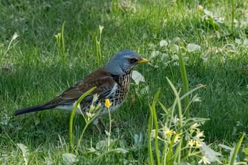 Fieldfare (Turdus pilaris) in park, Central Russia