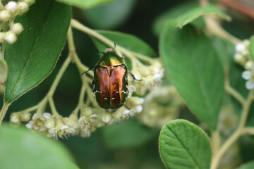 Cetonia aurata insect on Cotoneaster white flowers on branch. Golden cetonia or rose chafer insect 
