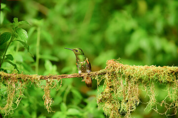 Coronita colihabana / Buff-tailed Coronet /Boissonneaua flavescens - Ecuador, Reserva de Biósfera del Chocó Andino © Migue