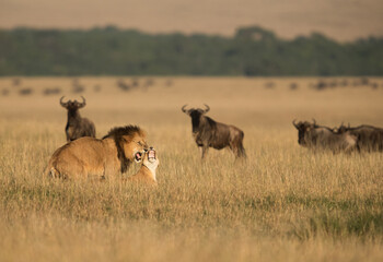 Fototapeta na wymiar Lion and lioness making love at Masai Mara, Kenya