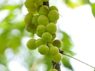 Fresh yellow berries , known as Phyllanthus acidus Malay gooseberry, or star gooseberry.