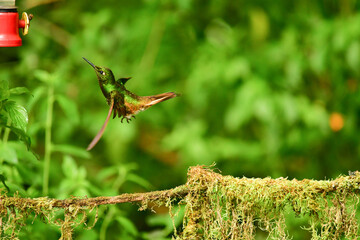 Coronita colihabana / Buff-tailed Coronet /Boissonneaua flavescens - Ecuador, Reserva de Biósfera del Chocó Andino © Migue