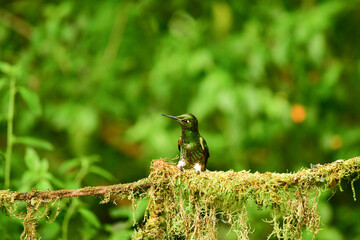 Coronita colihabana / Buff-tailed Coronet /Boissonneaua flavescens - Ecuador, Reserva de Biósfera del Chocó Andino © Migue