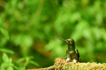 Coronita colihabana / Buff-tailed Coronet /Boissonneaua flavescens - Ecuador, Reserva de Biósfera del Chocó Andino