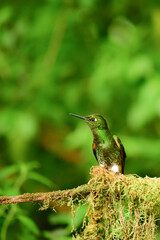 Coronita colihabana / Buff-tailed Coronet /Boissonneaua flavescens - Ecuador, Reserva de Biósfera del Chocó Andino