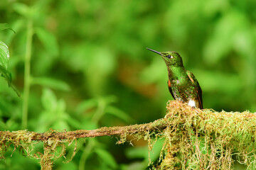 Coronita colihabana / Buff-tailed Coronet /Boissonneaua flavescens - Ecuador, Reserva de Biósfera del Chocó Andino