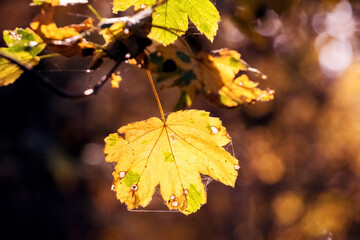 Yellow autumn leaves on a blurred background in warm autumn colors