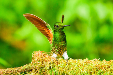 Coronita colihabana / Buff-tailed Coronet /Boissonneaua flavescens - Ecuador, Reserva de Biósfera del Chocó Andino © Migue