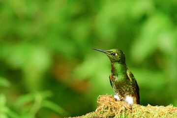 Coronita colihabana / Buff-tailed Coronet /Boissonneaua flavescens - Ecuador, Reserva de Biósfera del Chocó Andino © Migue