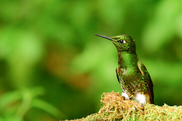 Coronita colihabana / Buff-tailed Coronet /Boissonneaua flavescens - Ecuador, Reserva de Biósfera del Chocó Andino © Miguel Angel