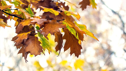 Colorful autumn oak leaves on a branch with a light background