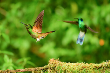 Coronita colihabana / Buff-tailed Coronet /Boissonneaua flavescens - Ecuador, Reserva de Biósfera del Chocó Andino © Migue