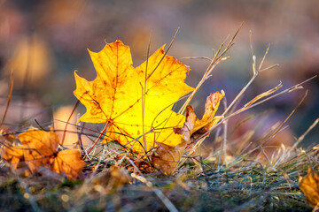 Maple leaf on the ground among the dry grass in sunny weather