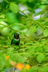 Solangel Gorgipúrpura / Gorgeted Sunangel / Heliangelus strophianus - Ecuador, Reserva de Biósfera El Chocó Andino