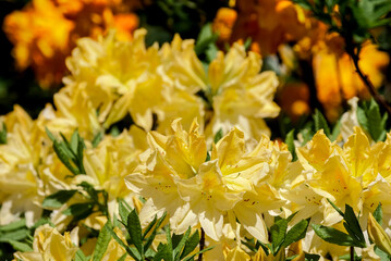 Yellow Azalea (Rhododendron luteum) in park