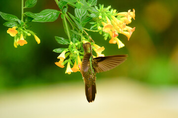 Colibrí jaspeado / Speckled Hummingbird / Adelomyia melanogenys - Ecuador, Reserva de Biósfera del Chocó Andino © Migue