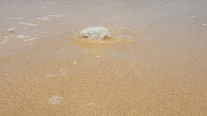 Closeup of Jellyfish on the beach
