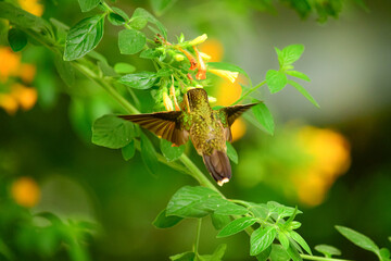 Colibrí jaspeado / Speckled Hummingbird / Adelomyia melanogenys - Ecuador, Reserva de Biósfera del Chocó Andino © Miguel Angel