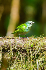 Tangara coroninegra / Black capped Tanager /Tangara heinei - Ecuador, Reserva de Biósfera del Chocó Andino