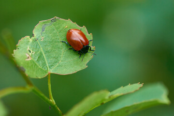 Pappelblattkäfer (Chrysomela populi)
