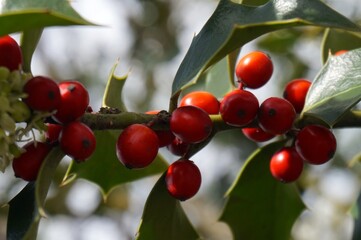 red fruit on a tree