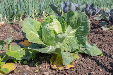 Dutch allotment garden with cauliflower in springtime